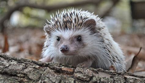 El erizo como mascota cómo cuidar un erizo AAP