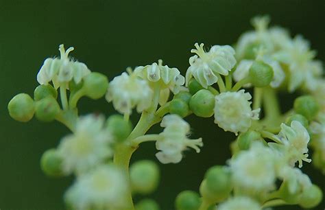 Hovenia dulcis | Landscape Plants | Oregon State University