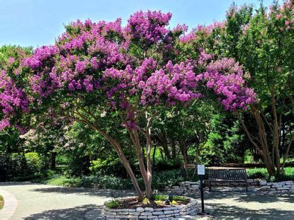 Crepe Myrtle Bark Diseases: Learn About Crepe Myrtle Bark Scale ...