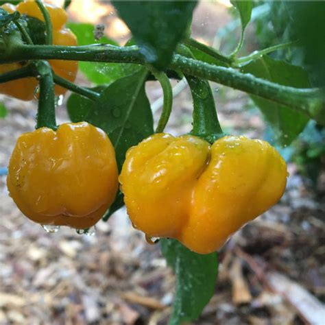 Peach Scotch Bonnet Pepper Live Plant | Tyler Farms