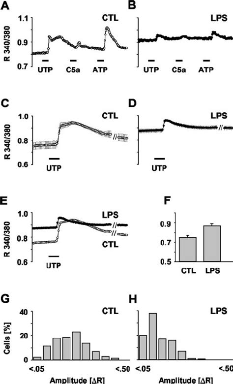 Rise in basal Ca 2 ϩ i and attenuation of receptor evoked Ca 2 ϩ