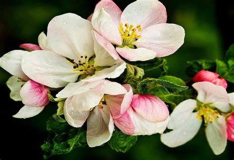 Bakgrundsbild V R Blommor H St Ladda Ner Skrivbordsbilder