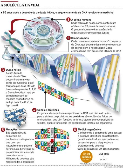 Mapa Mental Genoma Humano Mema