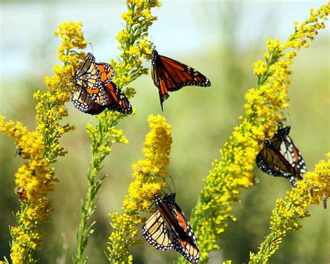 Butterfly Group