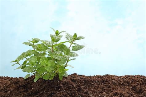 Mint Plant In Soil With Root Isolated On White Stock Photo Image Of