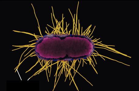 Microbiology Chapter Flashcards Quizlet