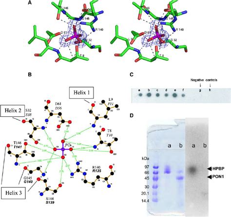 Binding Of The Phosphate Ion A Stereoview Of The Binding Site