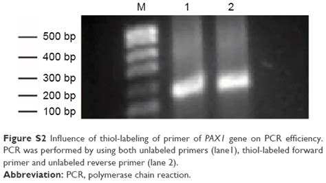 Real Time Colorimetric Detection Of DNA Methylation Of The PAX1 Gene I