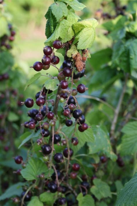 Zwarte Bes Snoeien Fruitbomen Net