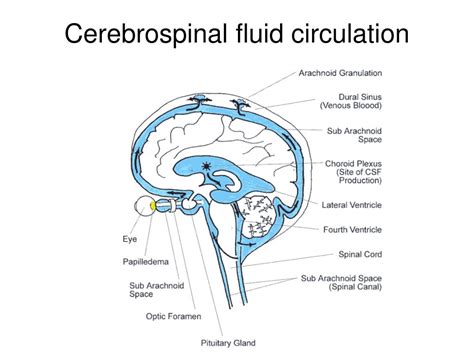 Circulation Of Cerebrospinal Fluid