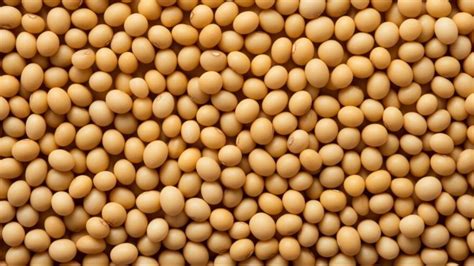 Soybean Price सोयाबीन की कीमतों मे भारी गिरावट 2000 रुपये क्विंटल का