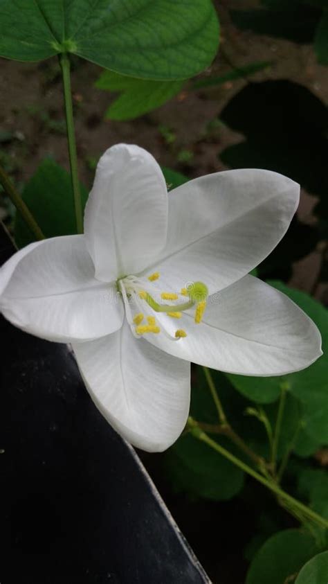 White Bauhinia Acuminata Flower Or Kanchan Flower Stock Photo Image