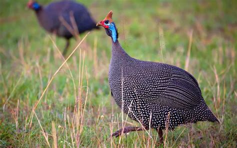 Guinea Fowl History Facts Size Habitat Classification Much More