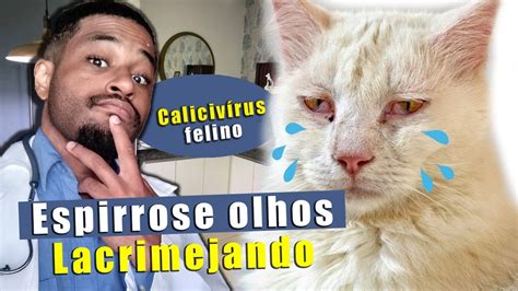 Gato espirrando olhos lacrimejando calicivírus felino Tratamos