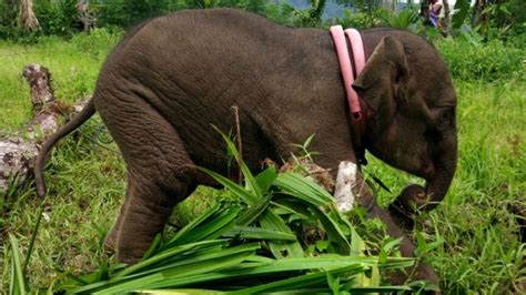 Kaki Gajah Berumur Tahun Nyaris Putus Akibat Terkena Jerat Di Aceh