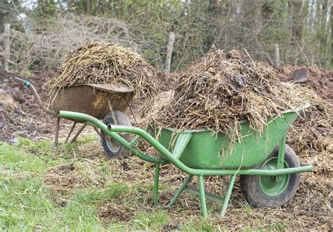 Using Manure In Your Vegetable Garden Basic Guide Dre Campbell Farm