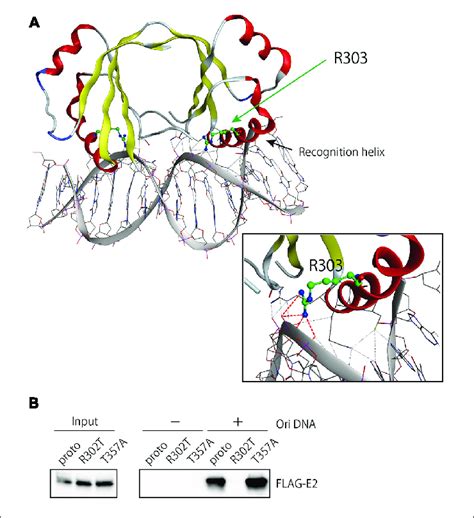 Origin DNA Binding Activity Of E2 Variants A The Structure Of The