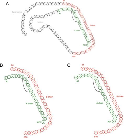 A The Sequence Of The Canine Pre Proinsulin Predicted From