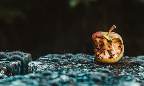 Manzanas Podridas Todo Lo Que Siempre Quisiste Saber Sobre Malas