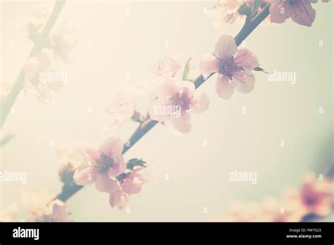 Flowering Peach Tree Stock Photo Alamy