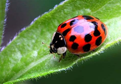 Different Types Of Ladybugs Plus Vital Facts Homeporio