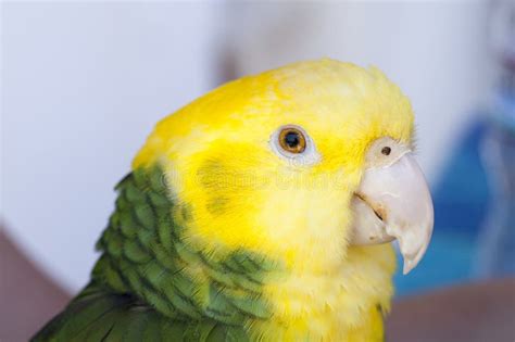 Green and Yellow Parrot at a Community Gathering Stock Photo - Image of ...