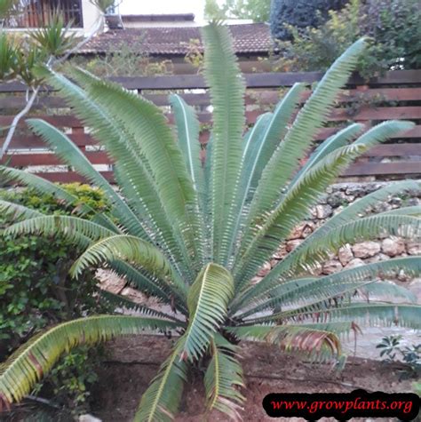 Cycas circinalis - How to grow & care