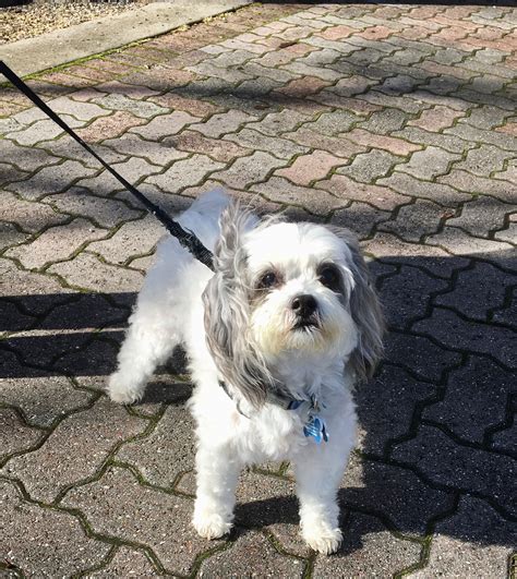 Grey Maltese Poodle