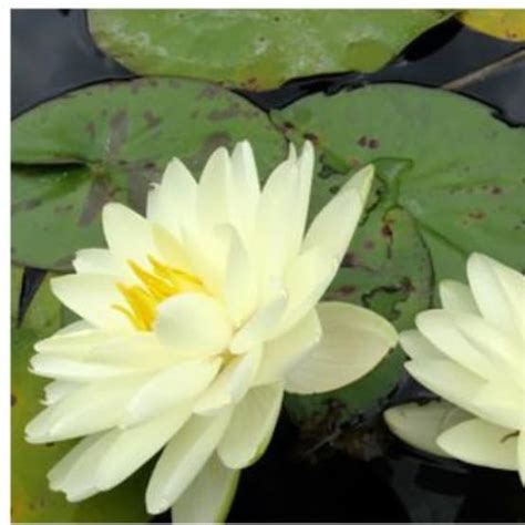 NYMPHAEA Lemon Chiffon En Rhizome Gamm Vert