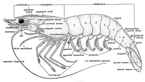 Ray Bauer Research Caridean And Penaeid Shrimps