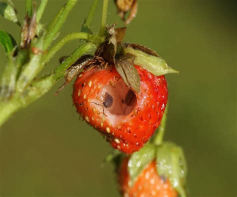 Strawberry Pests Expert Tips On How To Spot Them So You Can Protect