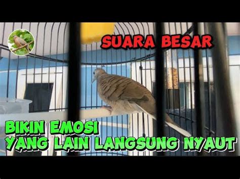 Perkutut Lokal Gacor Suara Besar Bikin Emosi Kutut Lain Youtube