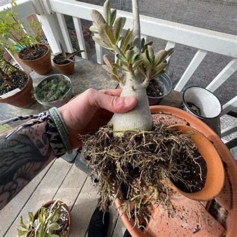 Tips On How To Repot Desert Rose Adenium Plant