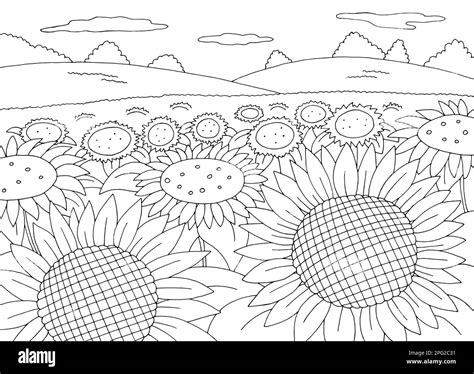 Tournesol Champ Coloriage Graphique Noir Blanc Paysage Dessin