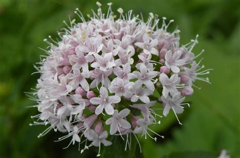 ¿qué Es La Valeriana ¿para Qué Es Buena Remedios Naturales Eslasalud