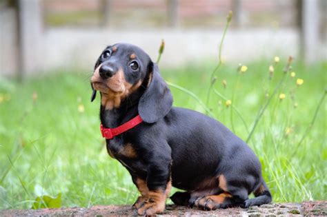 Dachshund Saiba Tudo Sobre A Ra A Do Cachorro Salsicha Pets