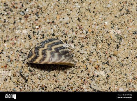 Zebra Mussel Dreissena Polymorpha Stock Photo Alamy