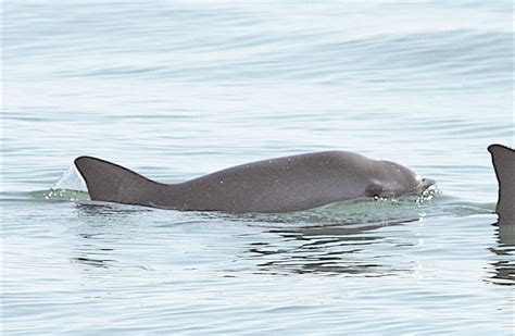 Solo quedan 22 vaquitas marinas en todo el mundo Querétaro