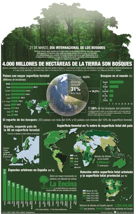 D A Mundial De Los Bosques Infograf As Agencia Efe Infografia