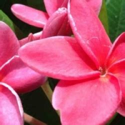 Frangipanier Sexy Pink Plumeria Rubra Sexy Pink