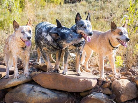 Blue Heeler Wolf Mix