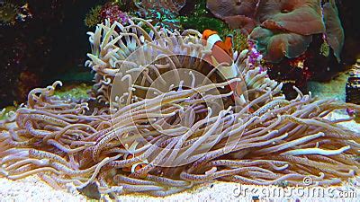 Male And Female Clown Fish Anemonefish Amphiprion Ocellaris Swim Among