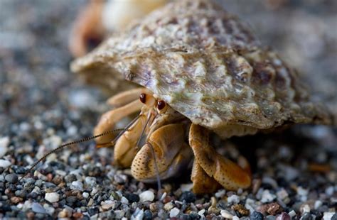 Premium Photo Hermit Crab On Sandy Beach