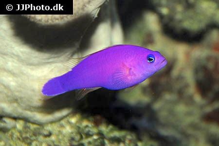 Pictichromis Porphyrea Magenta Dottyback