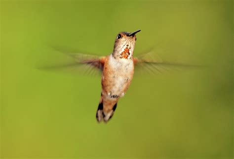 Female Rufous Hummingbird In Flight By Barbara Rich