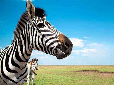 Premium Photo Zebra Chewing Cape Mountain Zebra Closeup Against The