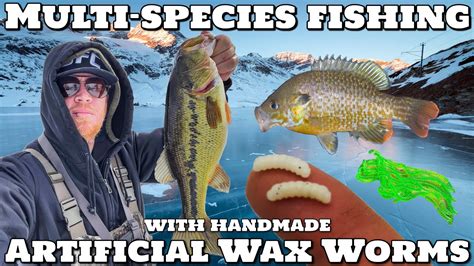 Multi Species Ice Fishing With Artificial Wax Worms YouTube