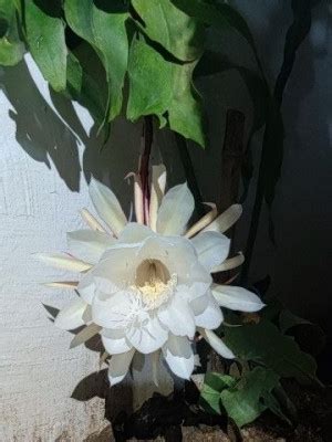 Brahma Kamal is a rare and exquisite flower that grows in the Himalayan regions, particularly in ...