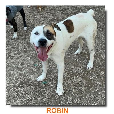 Adoption De Robin Moyen Chien Chien Crois Moyen R Gion Auvergne