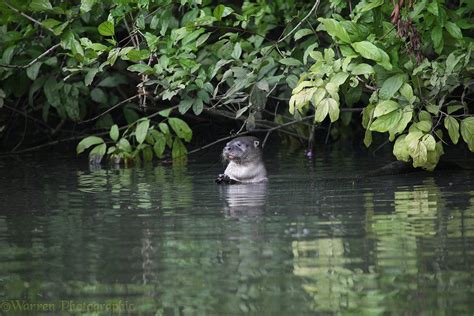 River otter photo - WP33298